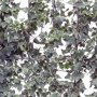 Hedera helix 'White Ripple' (kant en klaar haag)
